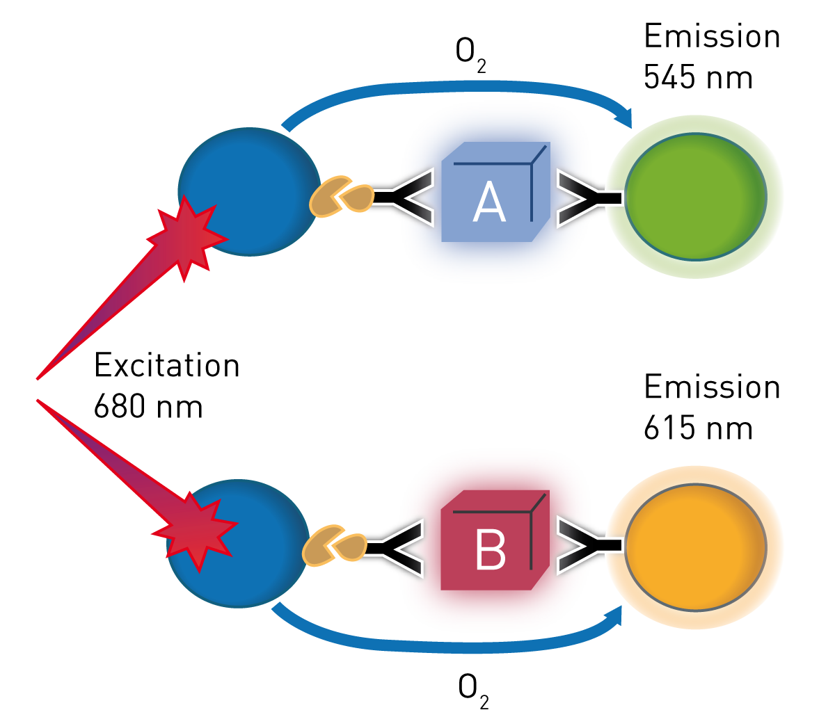 Fig. 1: Dual AlphaLISA principle: Two AlphaLISA’s at once for each protein target one antibody was conjugated to an acceptor bead and a 2nd biotinylated antibody was used. Streptavidin coated donor beads were added subsequently.