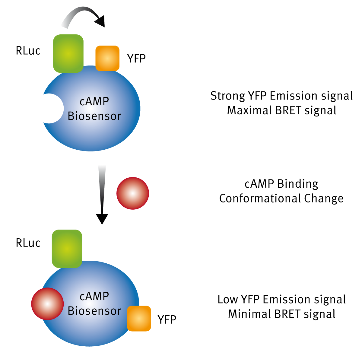Fig. 1: Assay Principle of detection of ligand binding using BRET1 technology.