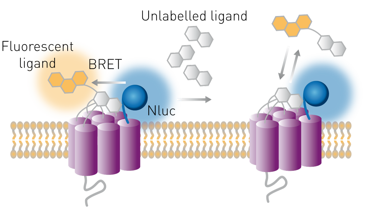 Fig. 1: The NanoBRET binding assay principle.