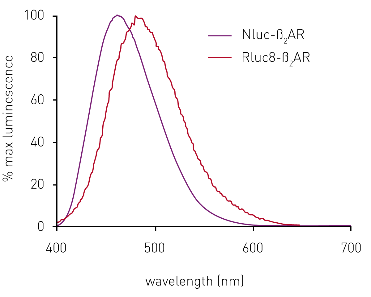 Fig. 2: Normalised emission spectra of HEK293 cells expressing ß2AR. N-terminally labelled with either Nluc (blue) or Rluc8 (red) using the CLARIOstar. Data previously published in Stoddart et al.3