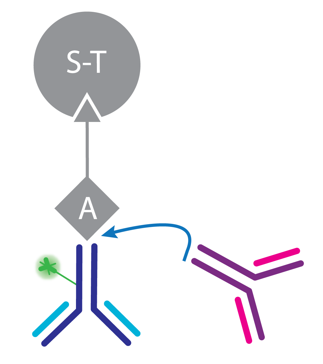 Fig. 1: Competitive assay principle.