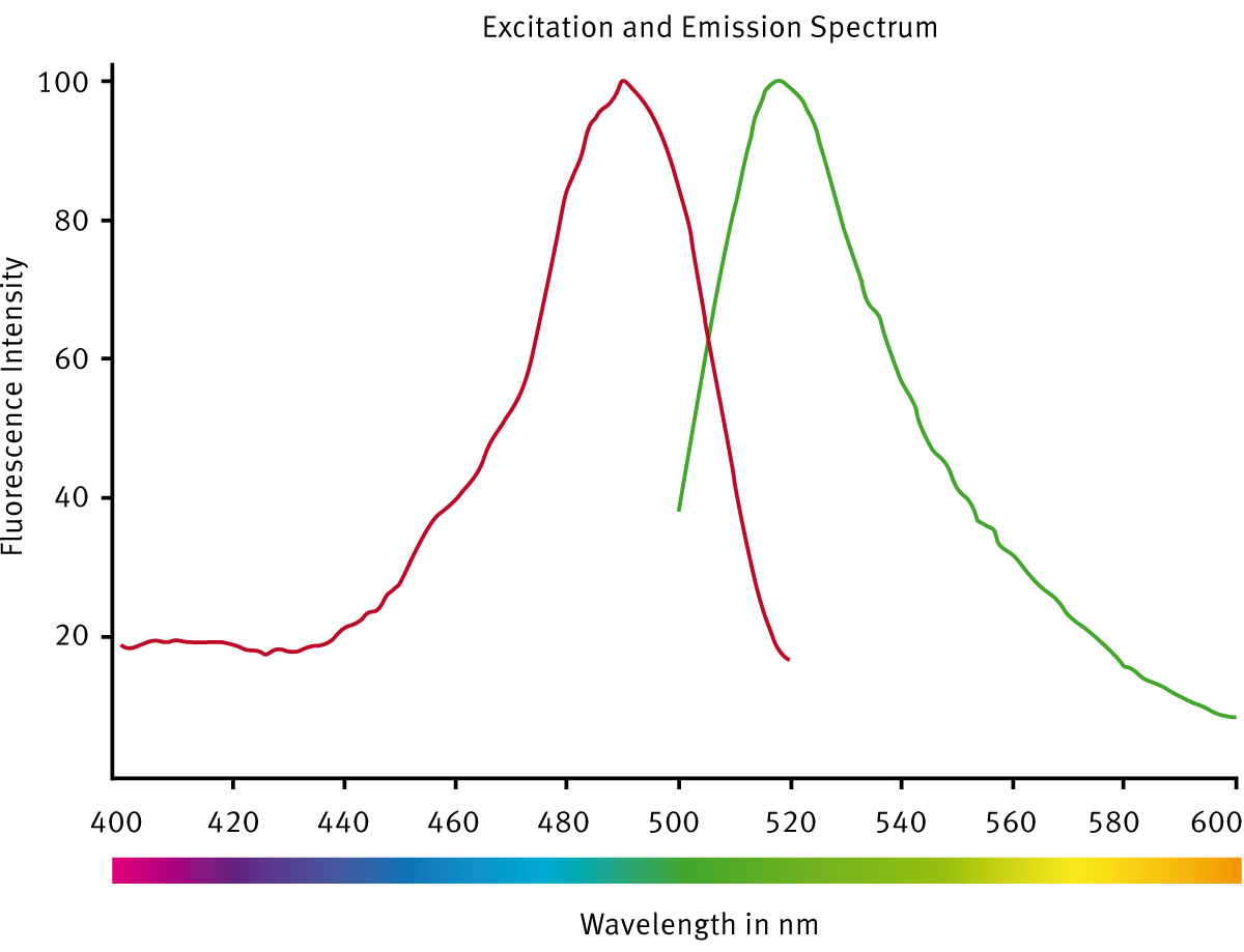 Fig. 3: CLARIOstar excitation and emission scans from wells containing labeled antibody. Excitation scan was performed between 400 and 520 nm, while the emission wavelength was 550 nm. The emission was scanned between 500 and 600 nm with a ﬁ xed excitation wavelength of 472 nm. The curves shown were scaled to 100 % intensity.