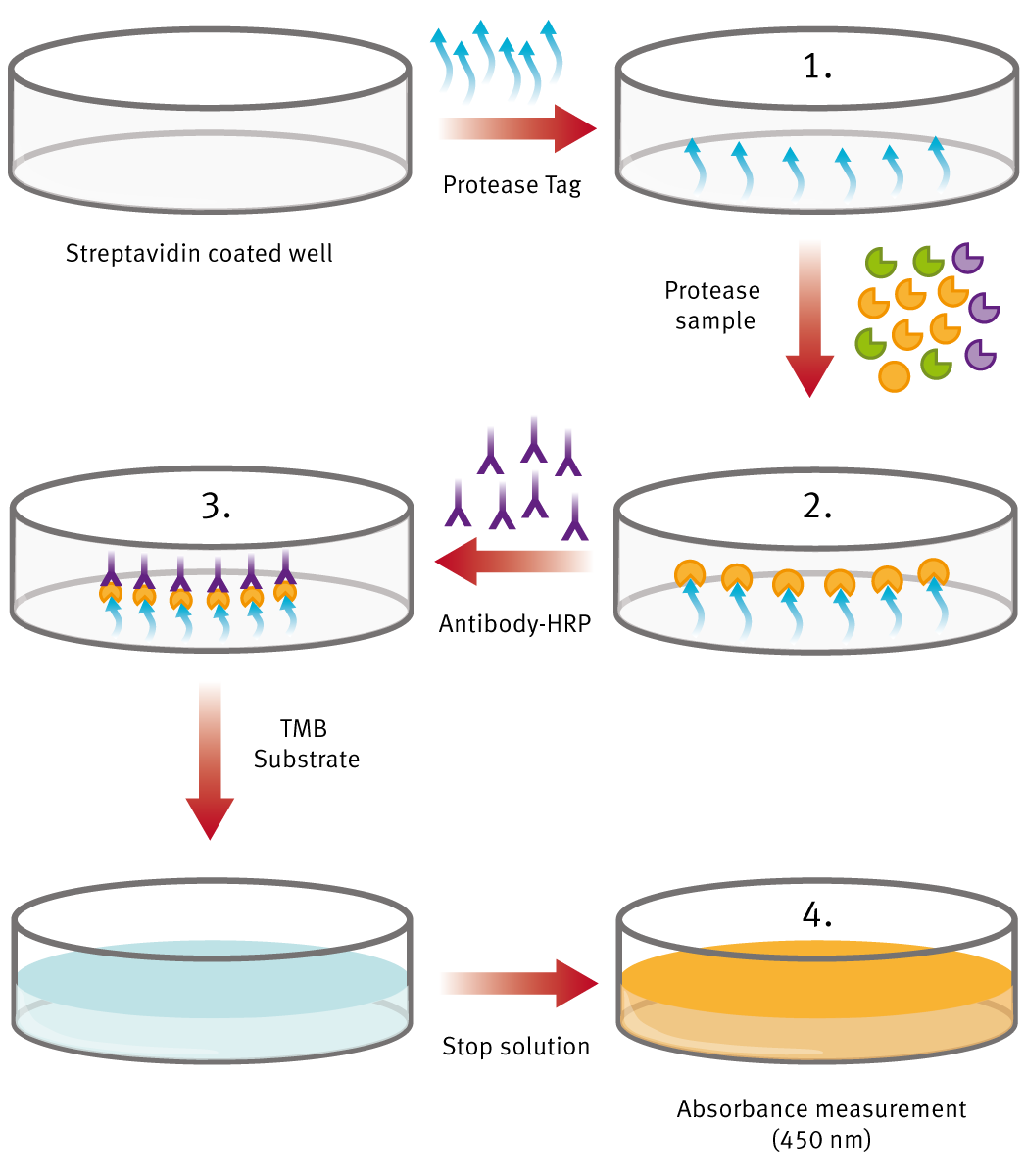 Fig. 1: Procedure overview of ProteaseTag Active Neutrophil Elastase Immunoassay.