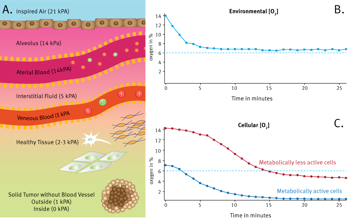 Fig. 1: (A) Schematic illustration showing changing O2 tension in tissues. (B) In vitro cell culture environmental [O2] set to ~6% using an ACU and (C) corresponding cellular [O2] measured by MitoXpress Intra for metabolically active (blue) and metabolically less active cells (red).
