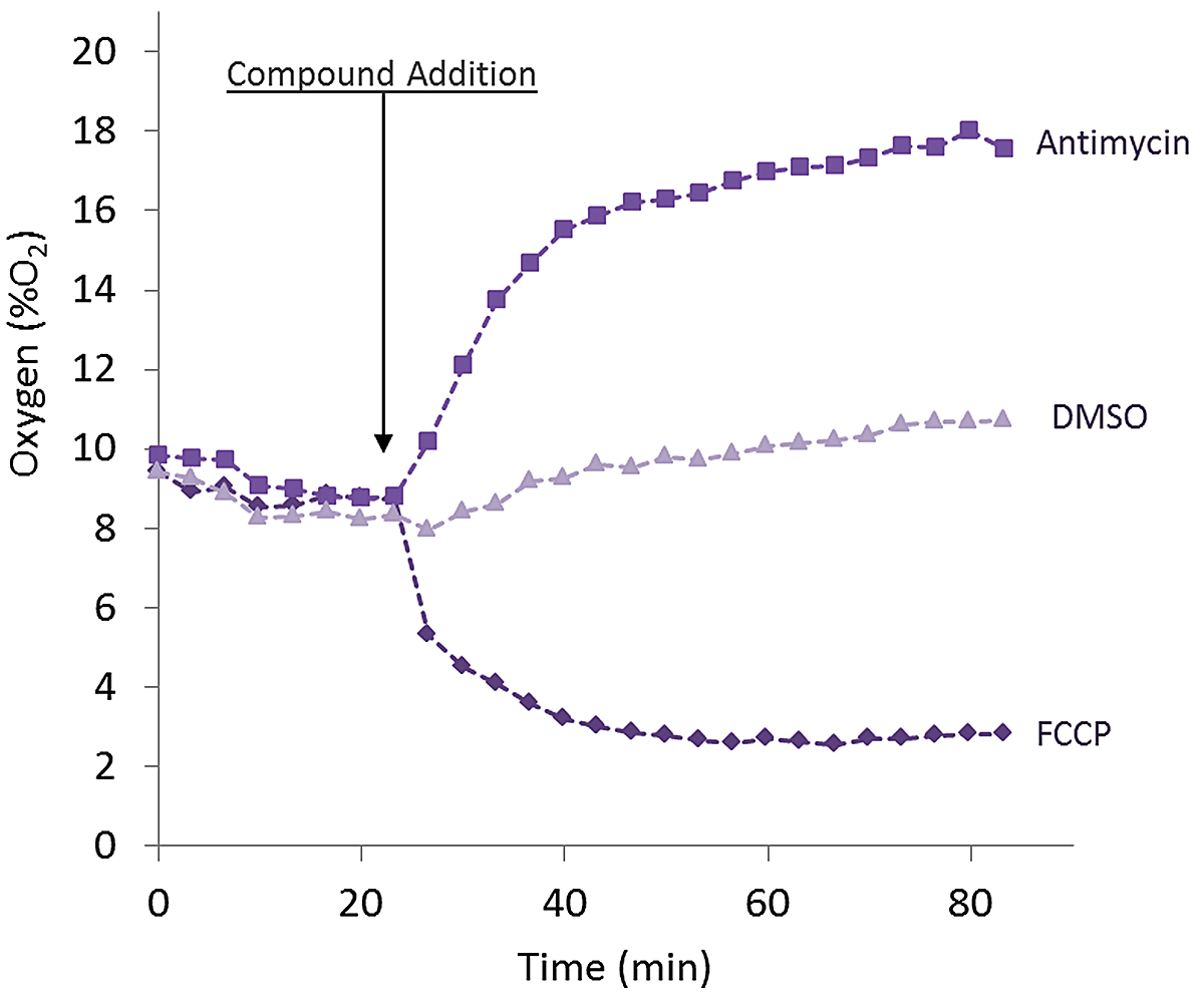 Fig. 3: Monitoring intracellular O2 concentrations in a fully conﬂuent monolayer of HepG2 cells.
