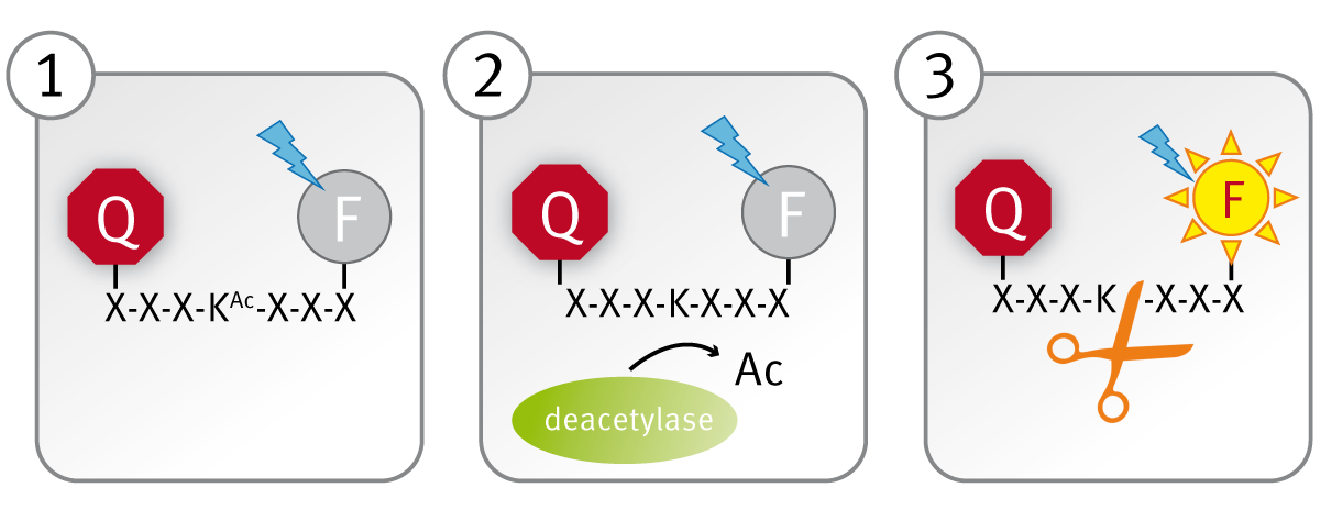 Fig. 1: Schematic illustration of the lysine deacetylase assay principle.