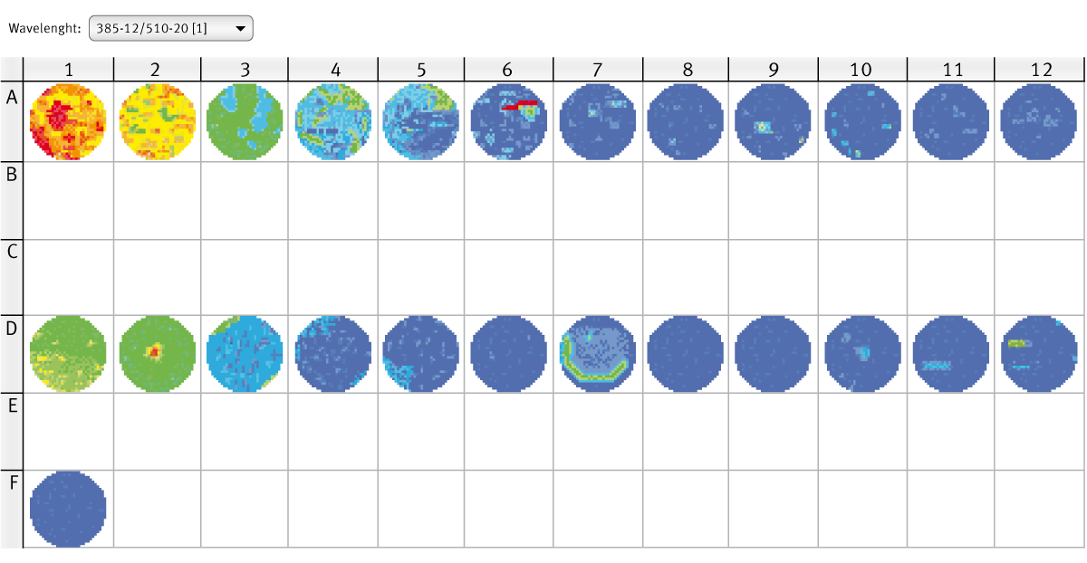 Fig. 3: CLARIOstar well scan of GFP-expressing moss cells (line A), mock control (line D) and medium only control (Well F1). Excitation wavelength 385-12 nm, emission wavelength 510-20 nm.