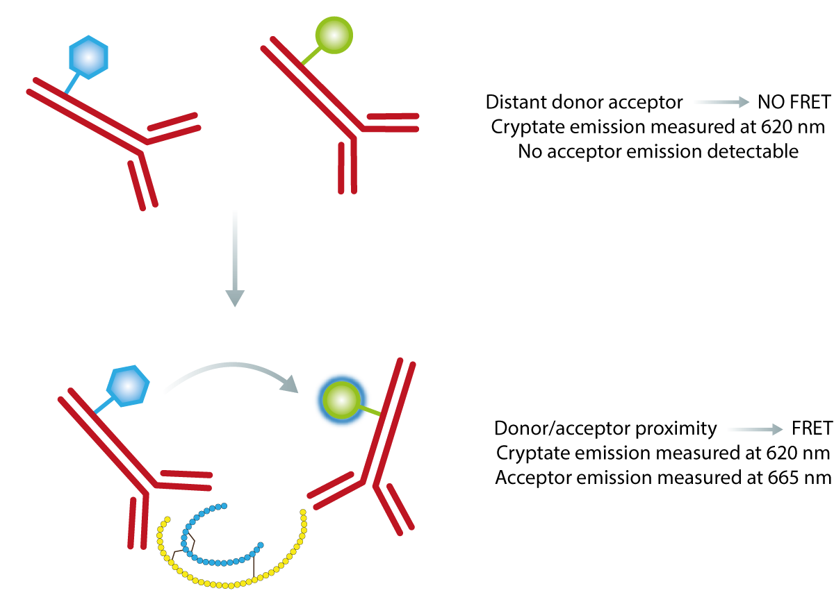 Fig. 2: Principle of the HTRF insulin assay. In the absence of insulin no FRET is occuring and only the donor will give a signal. The binding of both antibodies to insulin results in physical proximity, FRET occurs and acceptor emission can be detected. Ratiometric measurements reduce well to well variation.