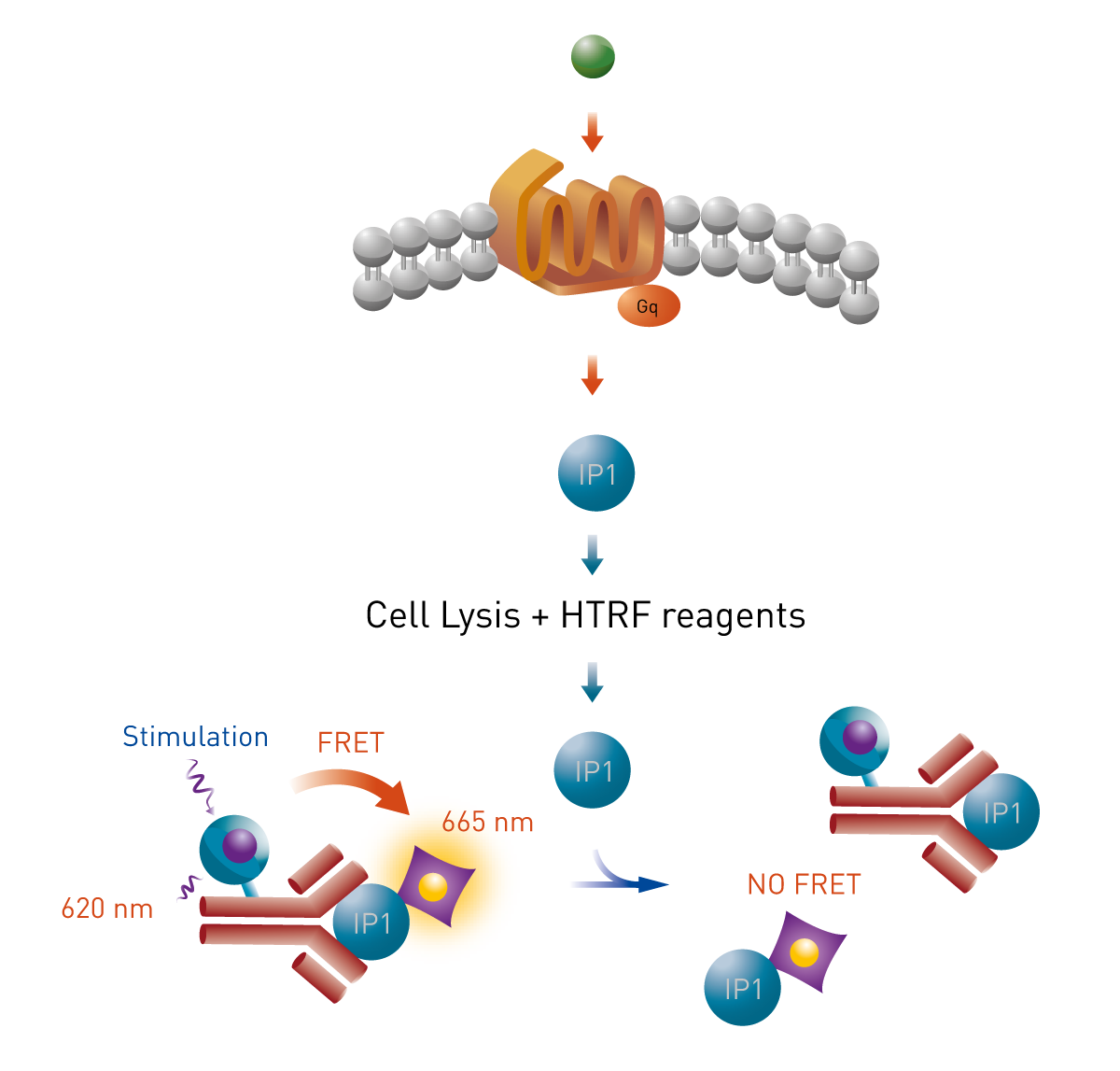 Fig. 1: HTRF IP-One terbium cellular assay principle.