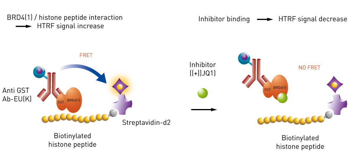 Fig. 2: Histone – BRD4 interaction assay principle.