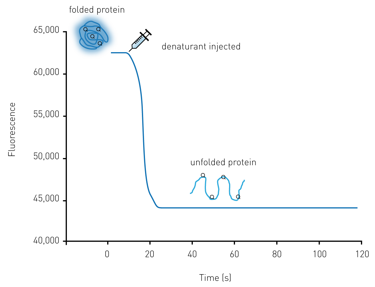 Fig. 1: Kinetic protein unfolding assay principle. The folded form of the protein exhibits relatively high intrinsic Trp fluorescence. Injection of a denaturing solution leads to protein unfolding and a decrease in fluorescence that can be monitored in real-time for many proteins.