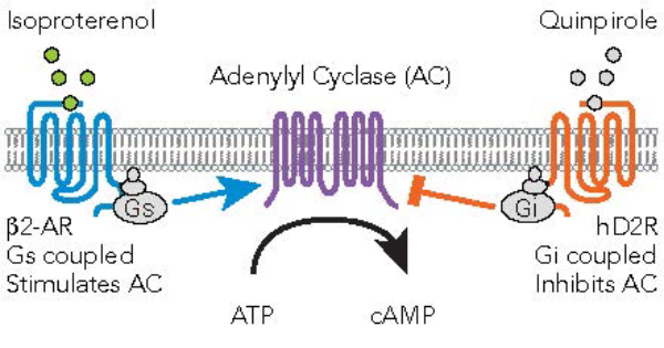 Fig. 2: Signalling pathways from Gs and Gi coupled receptors to adenylyl cyclase after binding of either Isoproterenol or Quinpirole.