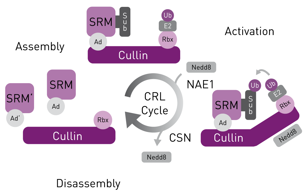 Fig. 1: Regulation of CRL by cullin neddylation and de-neddylation. Ad, adaptor protein; SRM, interchangeable substrate recognition module; Sub, substrate. Figure adapted from Schlierf et al.1