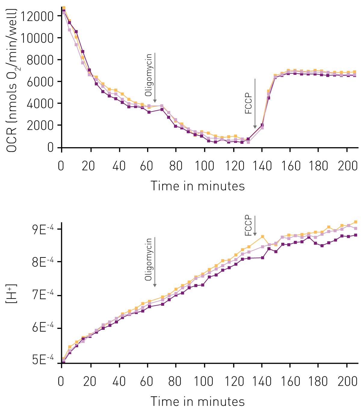 Fig. 2: Simultaneous measurement of OCR and [H+] in response to oligomycin and FCCP. OCR and ECA was measured for H9C2 cells using the adherent cell protocol. Arrows indicate injection of oligomycin and FCCP, respectively. The ﬁrst 40 minutes of the OCR trace is indicative of plate equilabration to the oxygen environment and should not be used as respiration data.