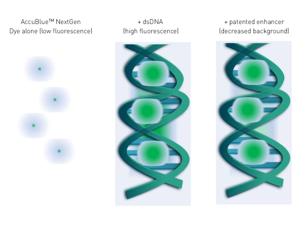 Fig. 1: AccuBlue NextGen dsDNA detection principle.