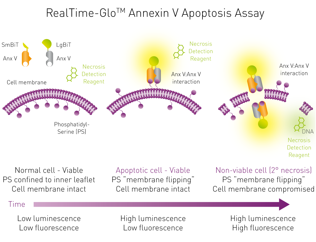 Fig. 1: RealTime-Glo Annexin V Apoptosis and Necrosis Assay Principle. Two Annexin V – fusion proteins harboring binary subunits of a luciferase enzyme (NanoBiT™) are introduced into a sample and produce no luminescence with healthy cells. Upon binding to PS the complemen-ted enzyme is now capable of producing a light signal. Changes in membrane integrity are monitored with the pro-ﬂuorescent Necrosis Detection Reagent probe.