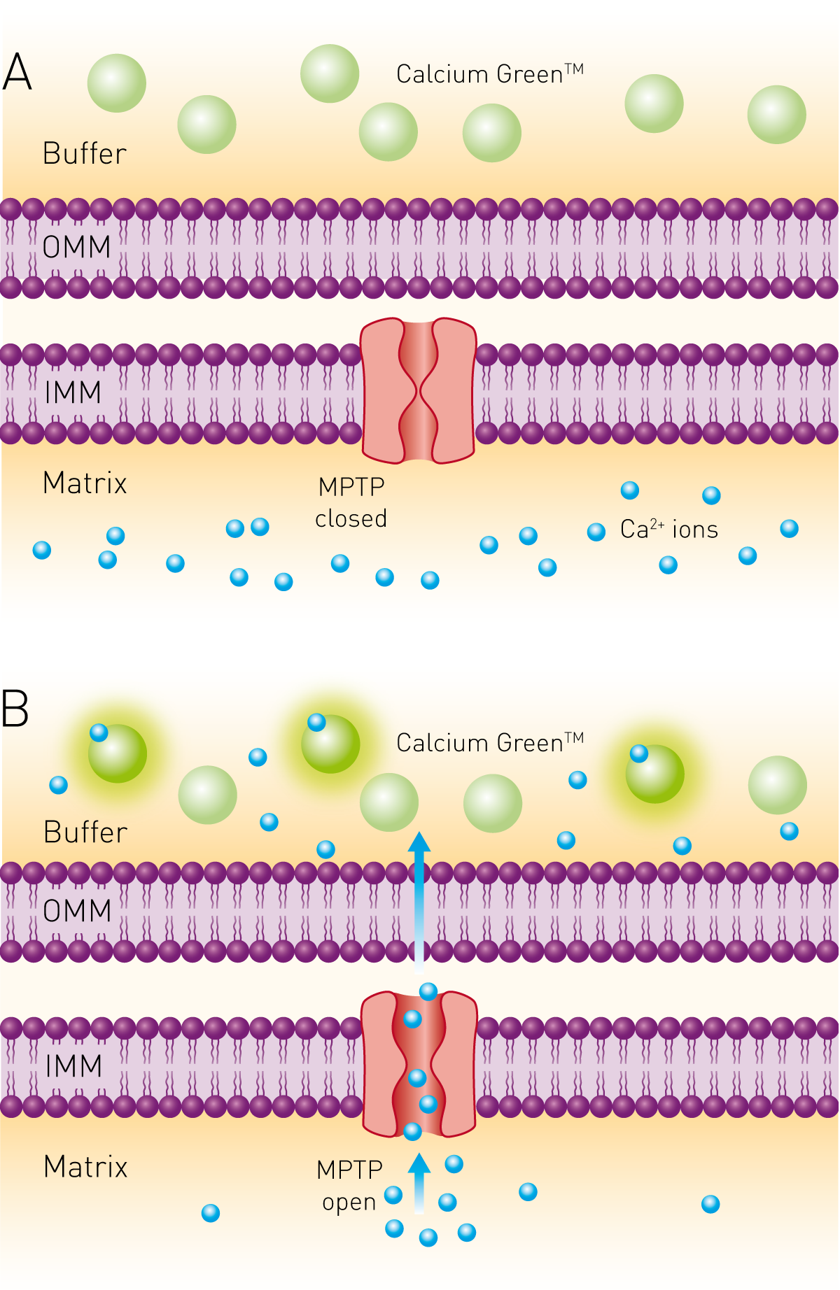 Fig. 1: Principle of calcium retention assay. The membrane-impermeable Calcium Green reports on extra-mitochondrial Ca2+.