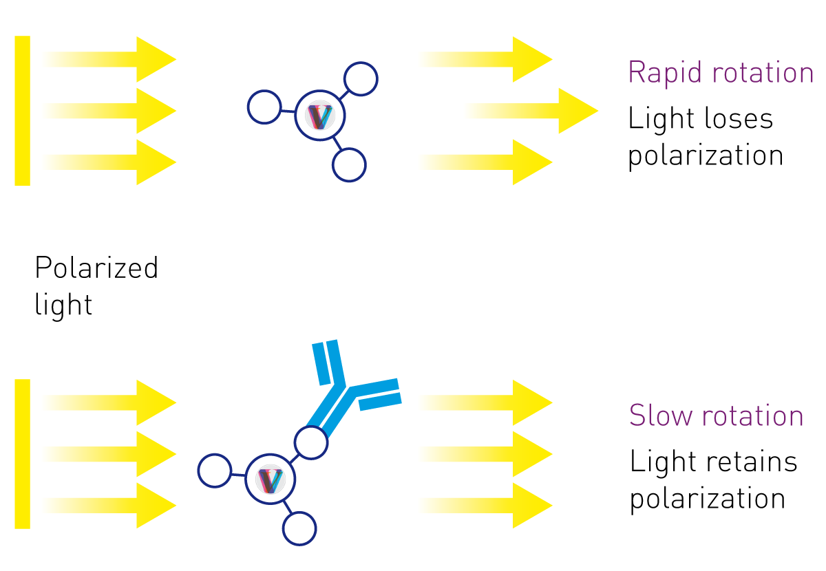 Fig. 2: Assay Principle: The assay applies ﬂuorescence polarisation to quantify IgG. Concentration is measured by detection of changes in light polarisation caused by molecule rotation. Small, unbound molecules rotate rapidly in solution, while large, bound molecules rotate slowly.