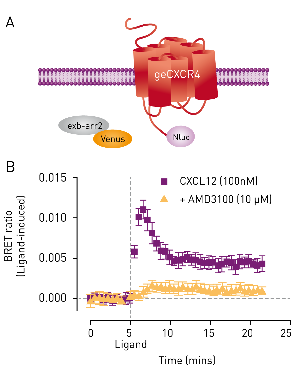 Fig. 1: Monitoring β-arrestin2 recruitment to genome-edited CXCR4/Nluc using nanoBRET. HEK293FT cells expressing genome-edited CXCR4 fused to Nluc (geCXCR4/Nluc) transiently transfected with cDNA coding for β-arrestin2/Venus (exβ-arr2/Venus) (A) were used to determine ligand-dependent CXCL12 (100 nM) recruitment of β-arrestin2 to CXCR4 in the absence or presence of the CXCR4 antagonist AMD3100 (10 μM) (B). Data previously published in White et al. (2017).
