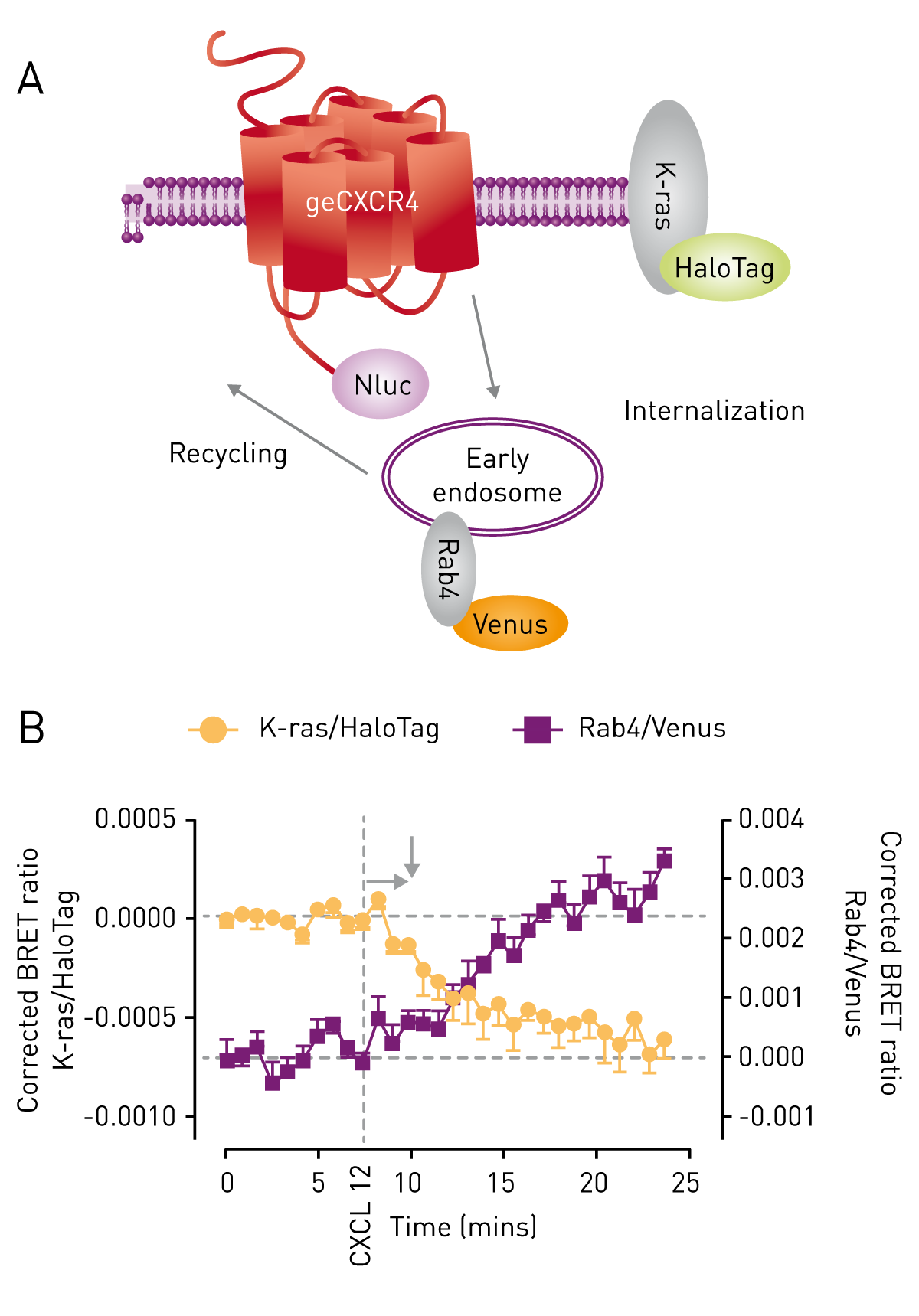 Fig. 2: HEK293FT cells expressing genome-edited CXCR4 fused to Nluc (geCXCR4/Nluc) transiently co-transfected with cDNA coding for HaloTag/K-ras and Rab4/Venus (A) were used to study genome-edited CXCR4/Nluc receptor internalization and trafﬁcking induced by CXCL12 (30 nM) in the same cell using a BRET multiplex assay (B). Data previously published in White et al. (2017).
