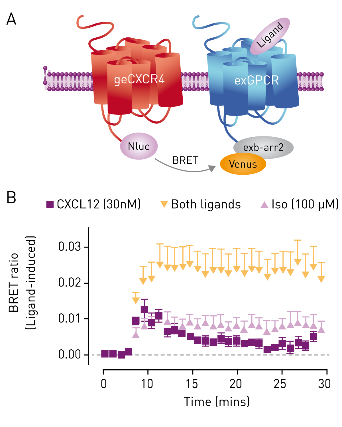 Fig. 3: GPCR-Heteromer Investigation Technology (HIT) BRET assay using genome-edited CXCR4. HEK293FT cells expressing genome-edited CXCR4/Nluc (geCXCR4/Nluc) were transiently transfected with cDNA coding for β-arrestin2/Venus and β2-adrenoceptor (A) to carry out BRET assays using the GPCR-HIT conﬁguration. Cells were stimulated with CXCL12 (30 nM, purple squares), isoprenaline (iso, 100 μM, light purple triangles) or both ligands simultaneously (orange) (B).