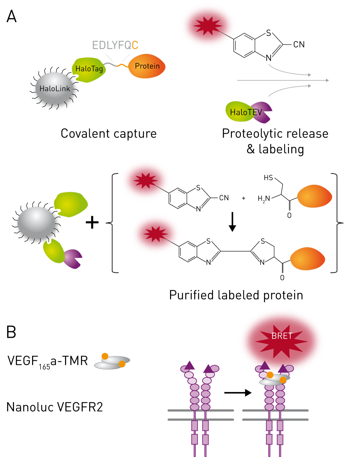 Fig. 1: Synthesis of VEGF165a (A) and the principle of the NanoBRET assay used to study VEGF-TMR binding to NLuc-VEGFR2 (B). Data taken from reference 1.