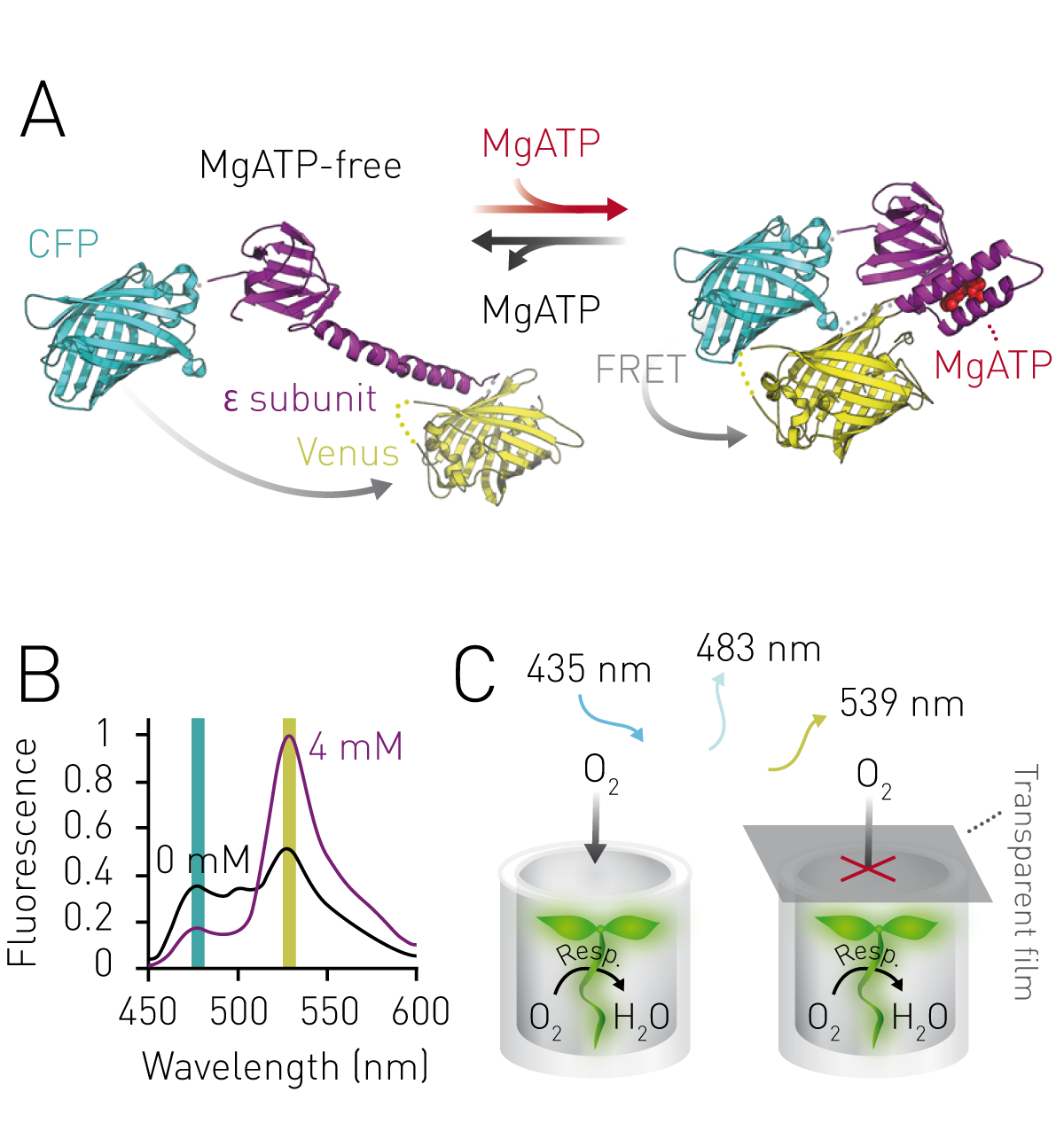 Fig. 1: (A) Structural model of ATeam. The MgATP-binding domain (Ɛ subunit of ATP synthase) is ﬂanked by CFP and Venus. The structural transition from MgATP-free to MgATP-bound form increases the FRET efﬁciency between the two ﬂuorophores. (B) Binding of MgATP at increasing concentrations between 0 and 4 mM leads to a ﬂuorescence emission decrease of the FRET donor CFP (at 483 nm) and a ﬂuorescence emission increase of the FRET acceptor Venus (at 539 nm). (C) Arabidopsis seedlings stably expressing ATeam in the cytosol were exposed to low oxygen stress by restricting oxygen supply to plants submerged in assay medium. Residual oxygen in sealed wells is gradually consumed through active respiration (Resp.). Submerged seedlings in unsealed wells served as control. Figure adapted from Ref. 2.