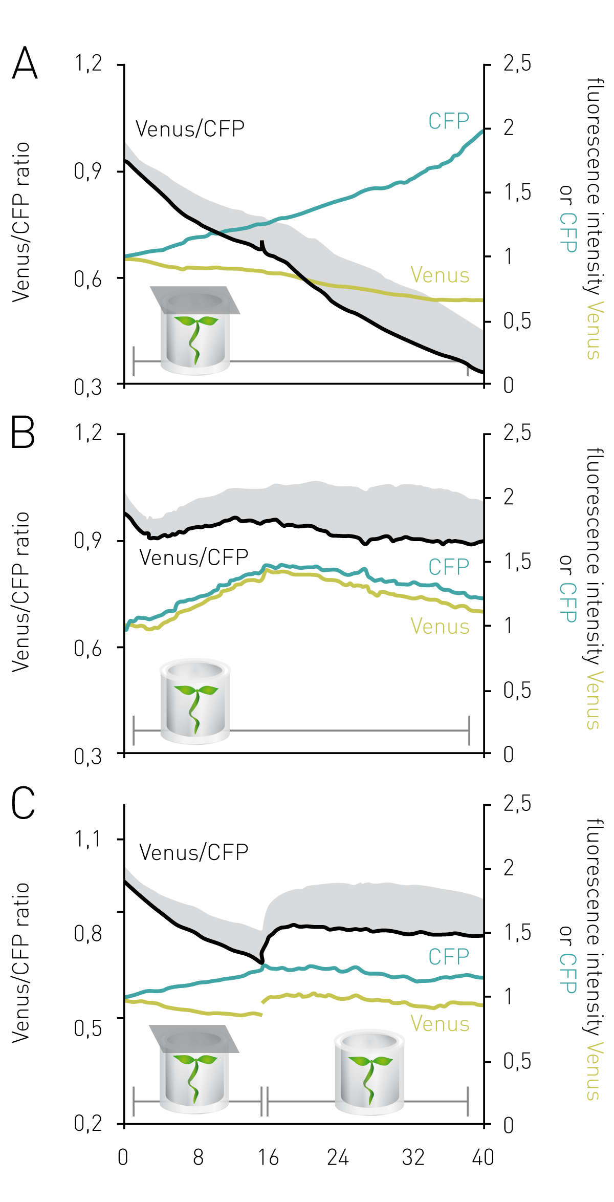 Fig. 2: Plant cytosolic MgATP dynamics under low oxygen stress. Ten-day-old Arabidopsis seedlings expressing cytosolic ATeam and grown in vitro were submerged in assay medium. Three seedlings in each well were excited at 435±10 nm and the emission of CFP (483±9 nm) and Venus (539±6.5 nm) was read using well multichromatics. Wells in (A) were sealed with a transparent film to limit oxygen resupply; wells in (B) were left unsealed as a control and wells in (C) were ﬁrst sealed and then un-sealed after 16 h to allow re-oxygenation of seedlings. Each panel shows the normalized Venus/CFP ratio (black, primary axis) averaged from 12-16 wells. Error bars (grey) are SD. Additionally, each panel shows the normalized emission intensities of Venus (yellow) and CFP (cyan) averaged from the same wells (secondary axis). Figure adapted from Ref. 2.