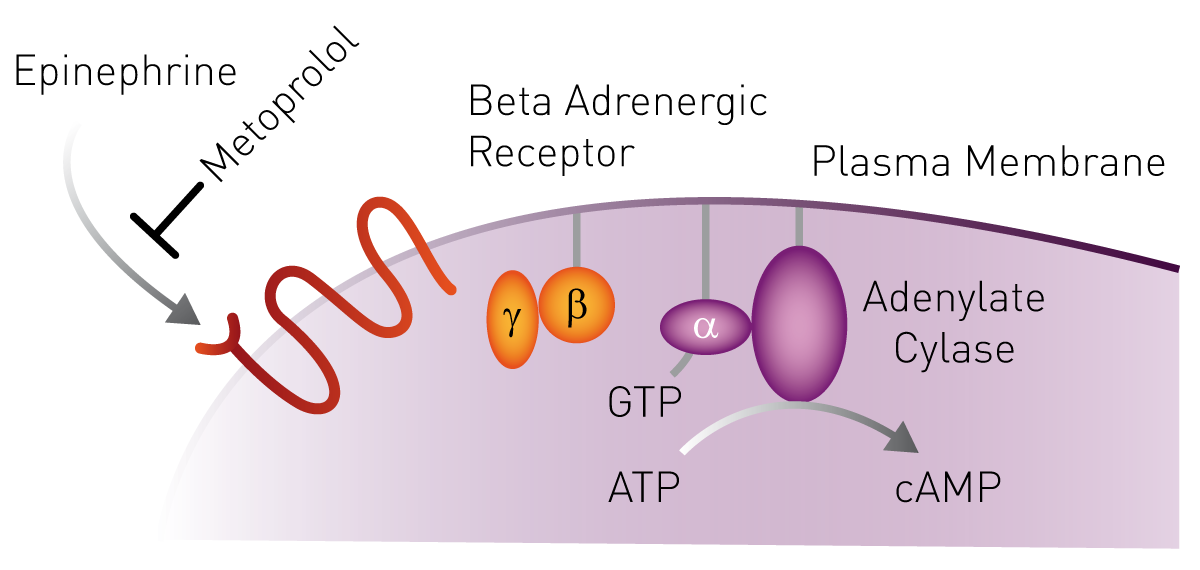 Fig. 1: β-blocker biosensor cell line: Upon activation by its natural agonist epinephrine the β1-adrenergic receptor activates membrane-bound adenylate cyclase via G-protein coupling causing the intracellular cAMP level to increase.