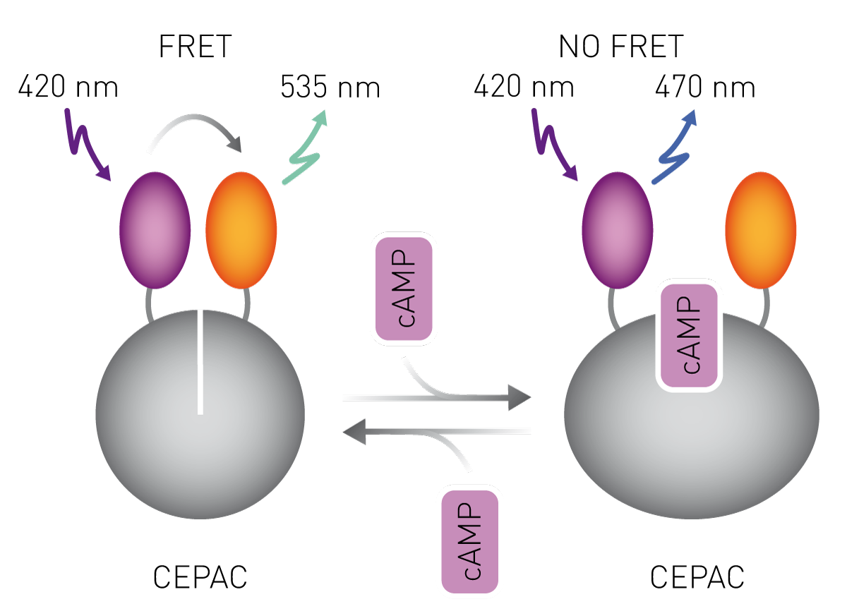 Fig. 2: The FRET-based cAMP sensor CEPAC: The cAMP sensor CEPAC displays FRET (ﬂuorescence resonance energy transfer) from the blue (mCerulean) to the yellow (mCitrine) ﬂuorophore. Upon cAMP binding FRET is measurably diminished.