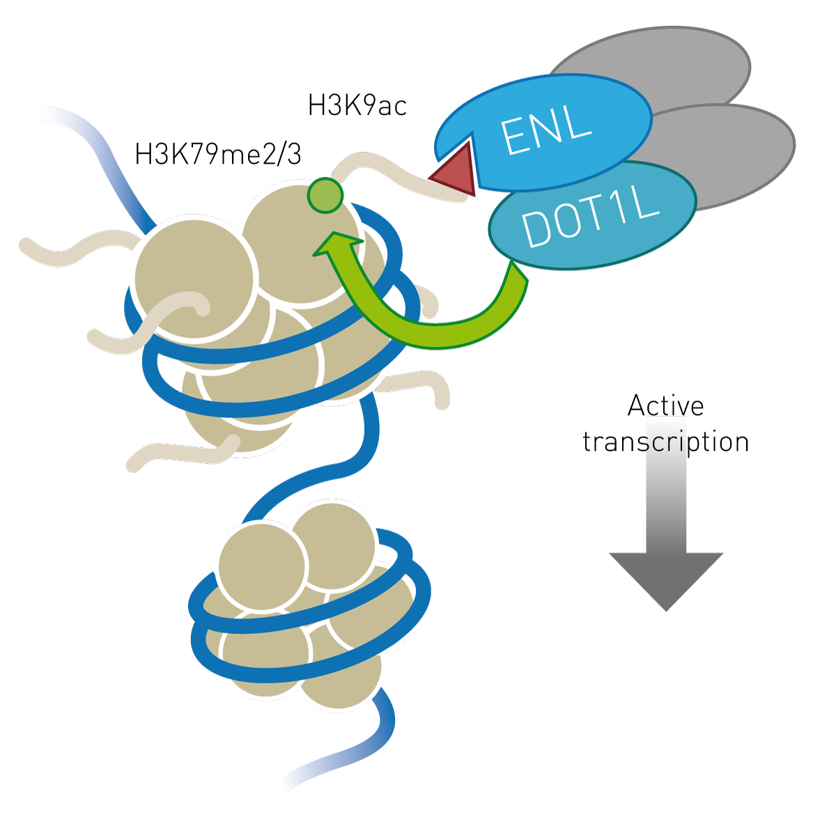Fig. 1: YEATS domain of ENL/MLLT1 links histone acetylation to methylation and active transcription via its interaction with DOT1L (1,4).
