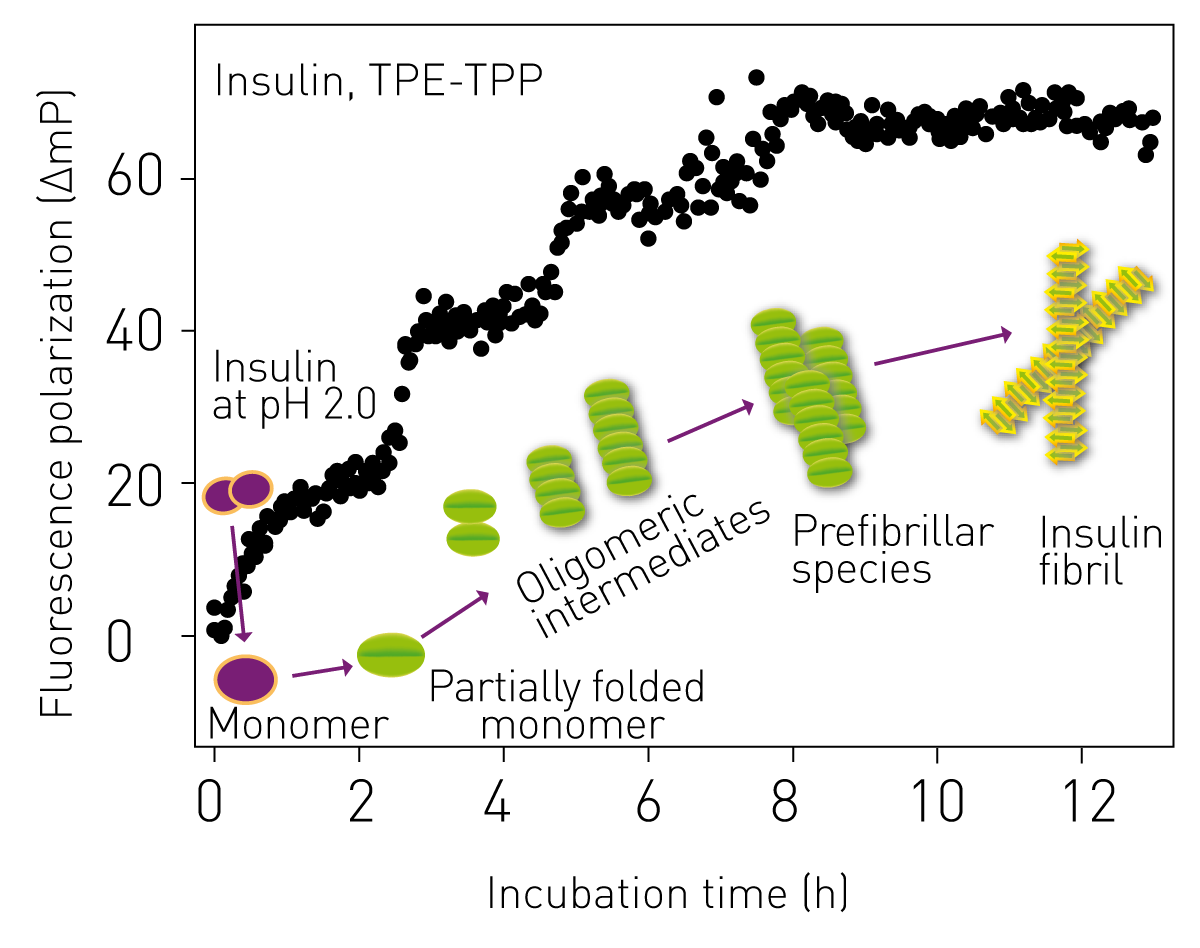 Fig. 2: Monitoring of bovine insulin aggregation by FP.