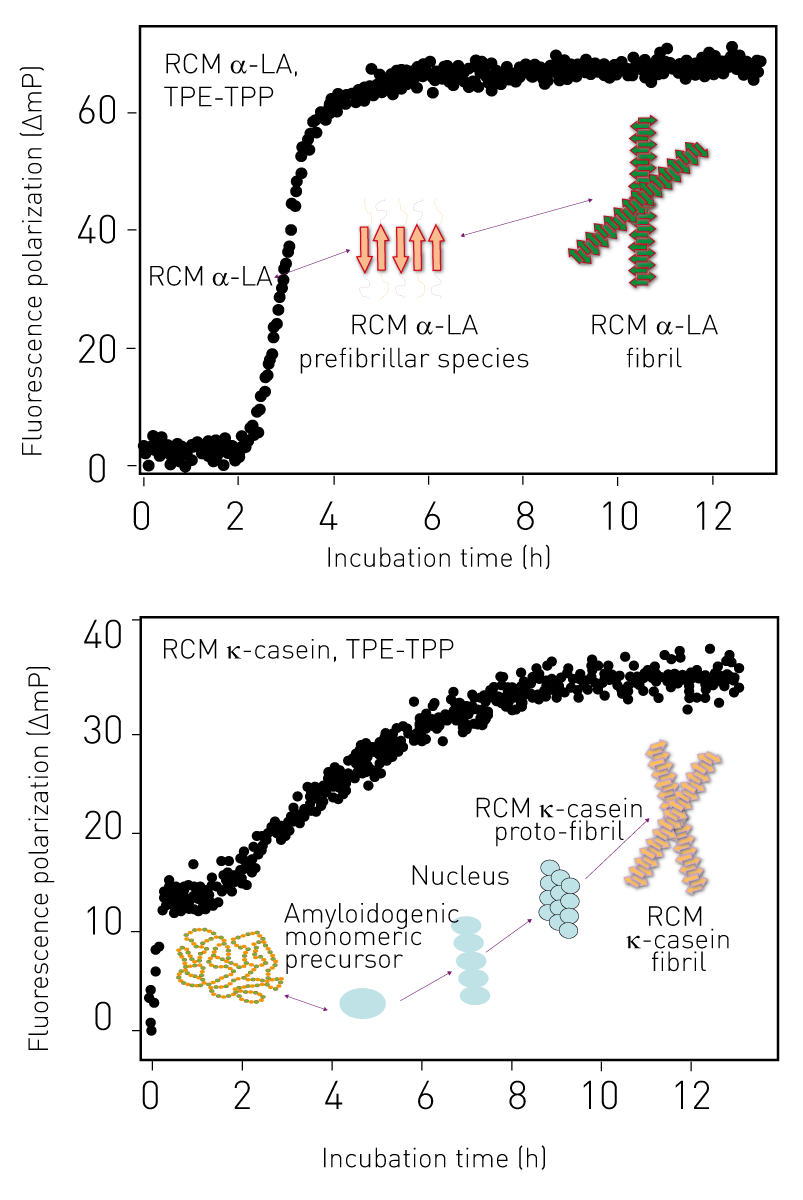 Fig. 3: Aggregation of RCM α-LA and RCM K-casein by FP.