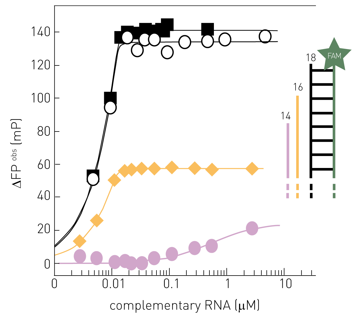 Fig. 1: Assay Principle. Observed Fluorescence Polarization is proportional to and most sensitive for a full-length RNA complementary to a 18 nt FAM- labelled single-stranded “template” RNA. Constant 0.015 μM “template” RNA (5’-(FAM-Ex-5)-UAUACCUCUGCUUCUGCU-3’) interacting with 18 nt complementary RNA (black), 16 nt complementary RNA (yellow) or 14 nt non-perfectly complementary RNA (purple; 5’-pAGUAGUAACAAGAG-3’). The FP-signal of synthetic 18 nt complementary RNA and the labelled “template” RNA interacting was not affected by 0.02 μM FluPol (black squares). Modiﬁ ed from (2).