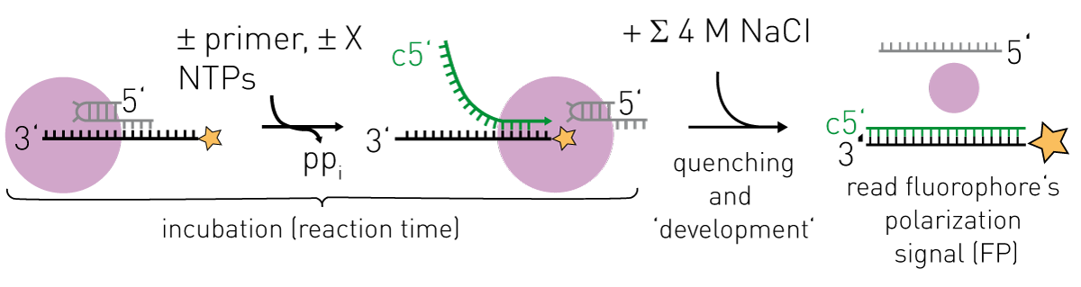Fig. 2: Enzymatic RNA synthesis assay - Workﬂow. Inﬂuenza polymerase (FluPol, purple sphere) activated by 5’ RNA and bound to the 3’ template RNA (labelled by FAM- Ex-5 at its 5’ end) is incubated with NTPs and optionally a primer or generally a molecule X whose effect on RNA synthesis is to be monitored. The reactions are quenched by addition of 4 M NaCl which perturbs polymerase-RNA-interactions but permits RNA-RNA-interactions. Fluorescence polarization (FP) is directly proportional to the ratio of fulllength product RNA over labelled template RNA. Modiﬁed from (2).