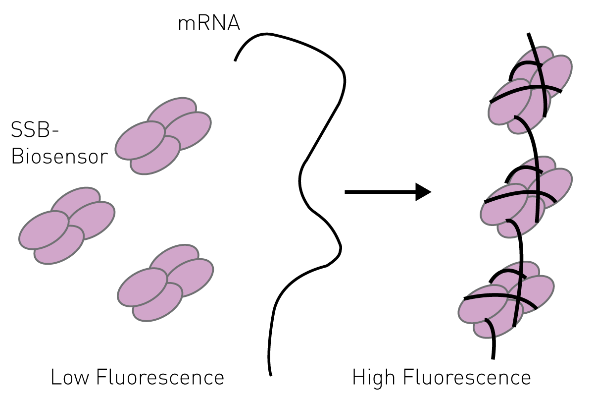 Fig. 1: The MDCC-SSB (red) tetramer binds to the mRNA transcript. This alters the environment of the MDCC leading to increase ﬂuorescence emission compared to the apo-MDDC-SSB.