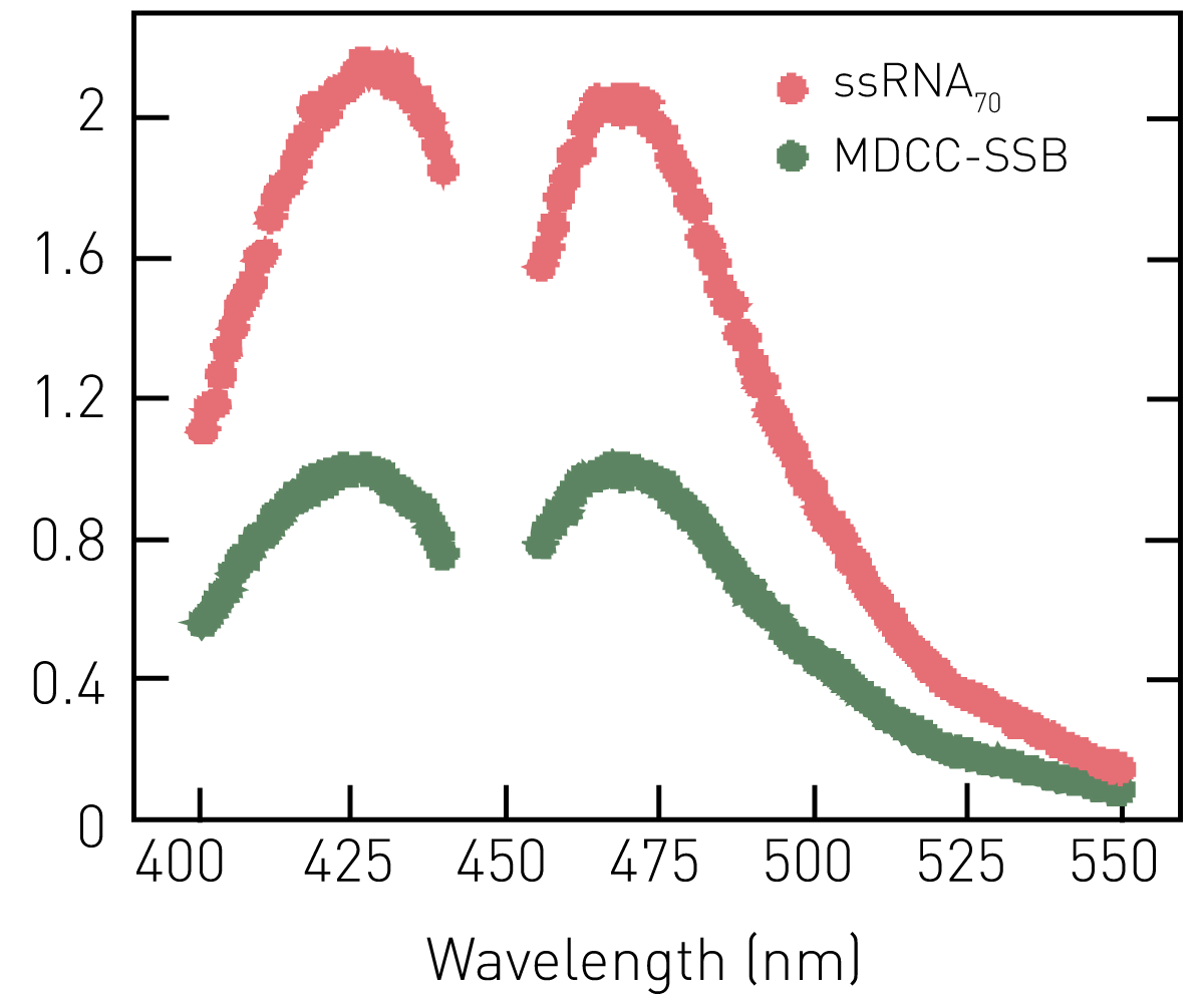 Fig. 2: Fluorescence excitation and emission spectra for 200 nM MDCC-SSB measured in the apo-state (green) and in the presence of 1 µM ssRNA70 (red).