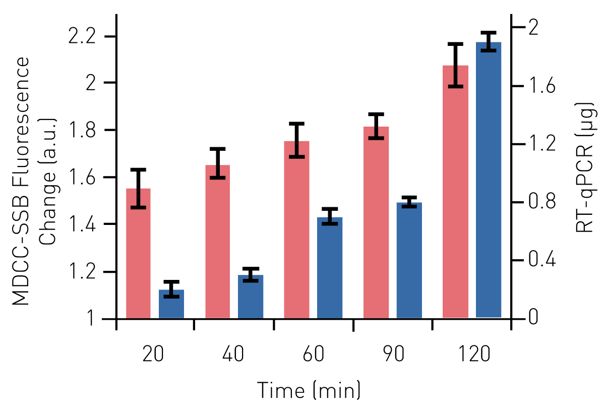 Fig. 4: Fluorescence intensity of MDCC-SSB upon binding to mRNA following in vitro transcription (red). Reactions were prematurely terminated up to 120 min. Performance of the biosensor was compared to quantiﬁcation by RT-qPCR (blue)
