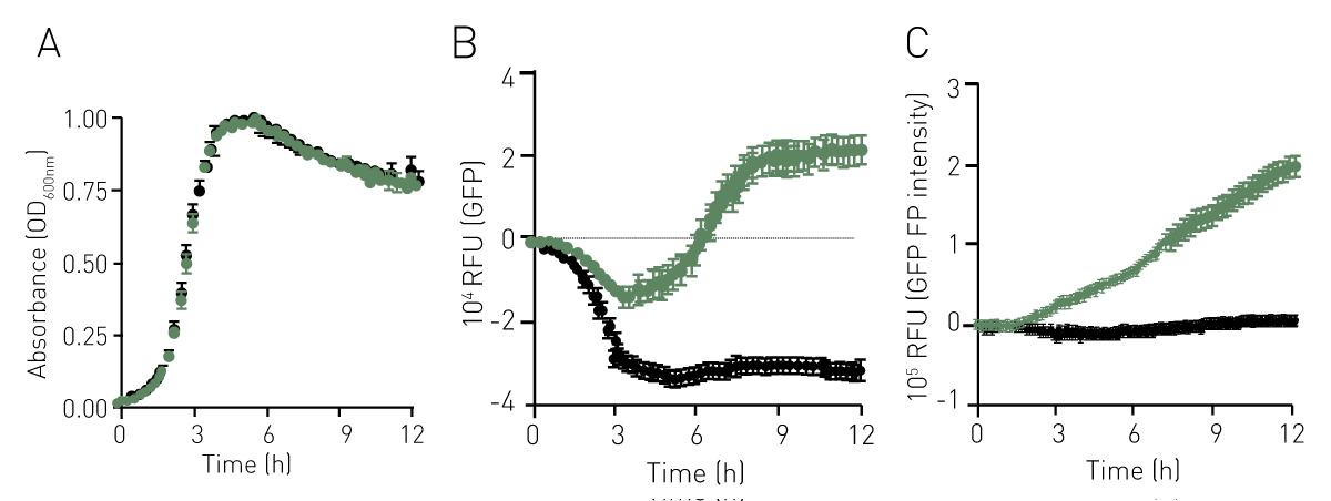 Fig. 2: Absorbance (A), Fluorescence (B) and Polarised Fluorescence (C) proﬁles for GBS (GFP+, green; GFP-, black) grown in THB.