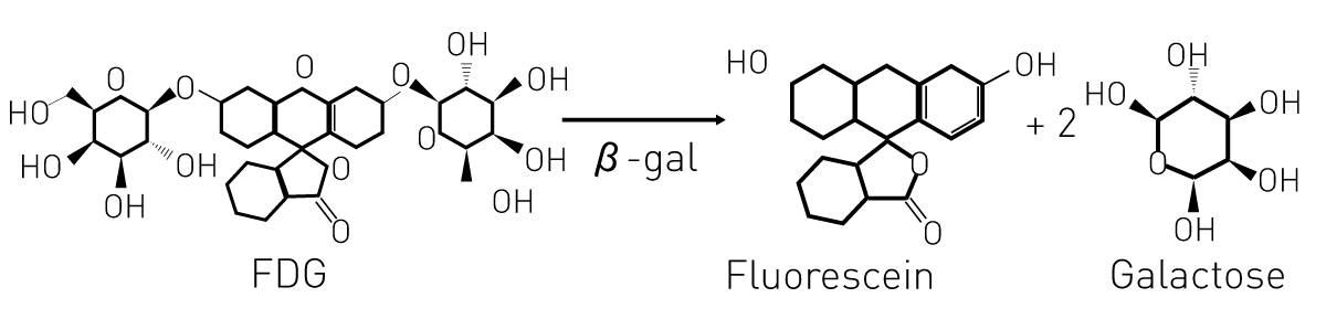 Fig. 1: Principle of the ﬂuorescent β-galactosidase assay. Non-ﬂuorescent Fluorescein di (β-D-galactopyrano-side) (FDG) is converted in two steps to the ﬂuorescent Fluorescein and two galactose molecules.
