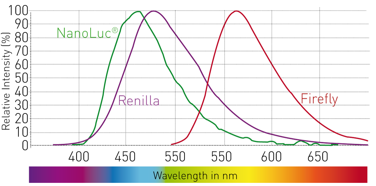 Fig. 1: Emission spectra of luciferases. For multiplexing, these can only be combined with red-shifted ﬂuorophores (emission > 650 nm).