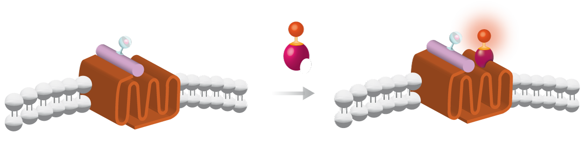 Fig. 1: Cells with terbium cryptate-labelled dopamine receptor D2 are incubated with d2-labelled Spiperone. The binding of ligand to the receptor is reported by increased energy transfer between both.