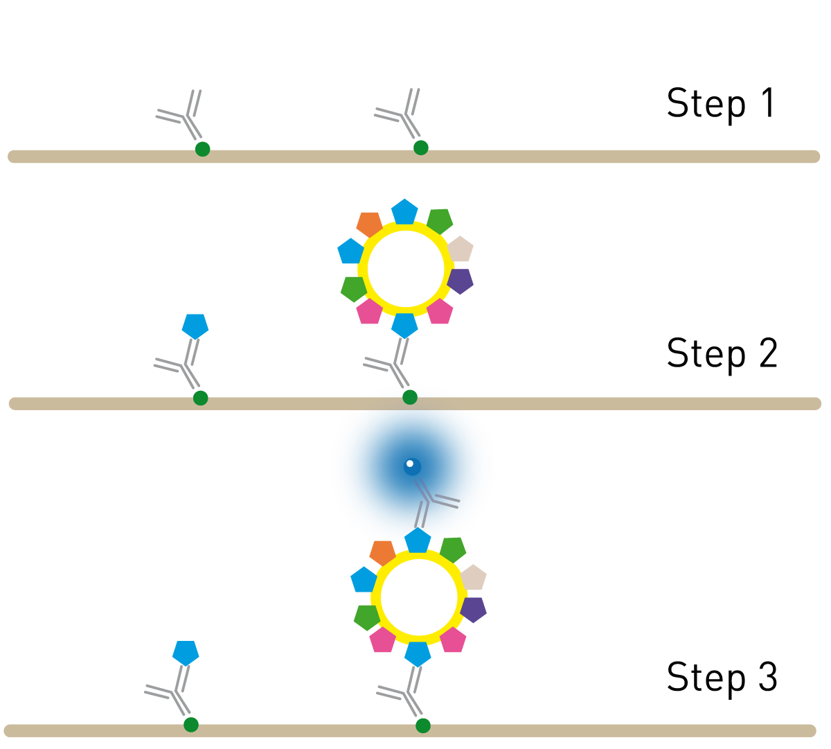 Fig. 1: Principle of the Time Resolved Immunoﬂourescence (TRIFic™) exosome detection assay.