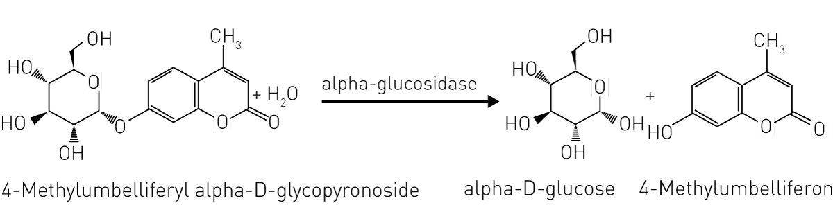 Fig. 1: Assay principle for the measurement of enzymatic activity of GAA