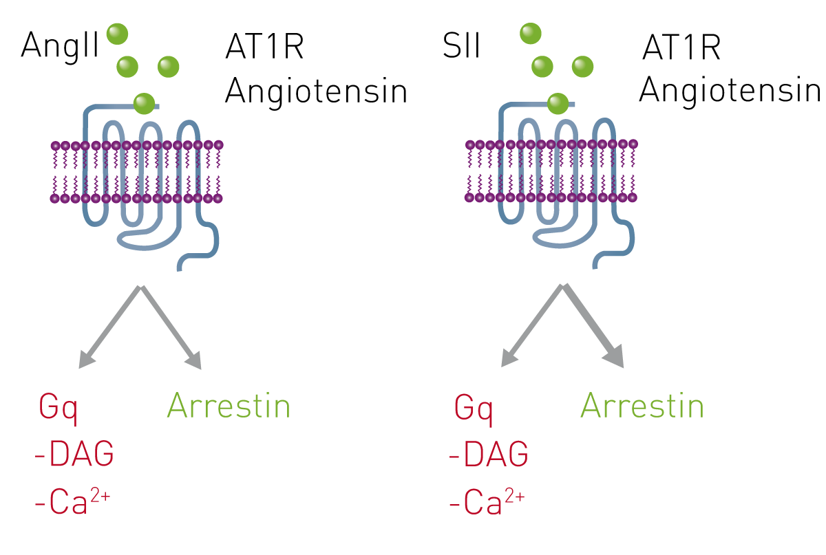 Fig. 1: The AT1R (Angiotensin) receptor is activated by angiotensin II peptide (AngII) or an arrestin biased angiotensin variant (SII). G-protein pathway signalling is detected in red and arrestin pathway in green.
