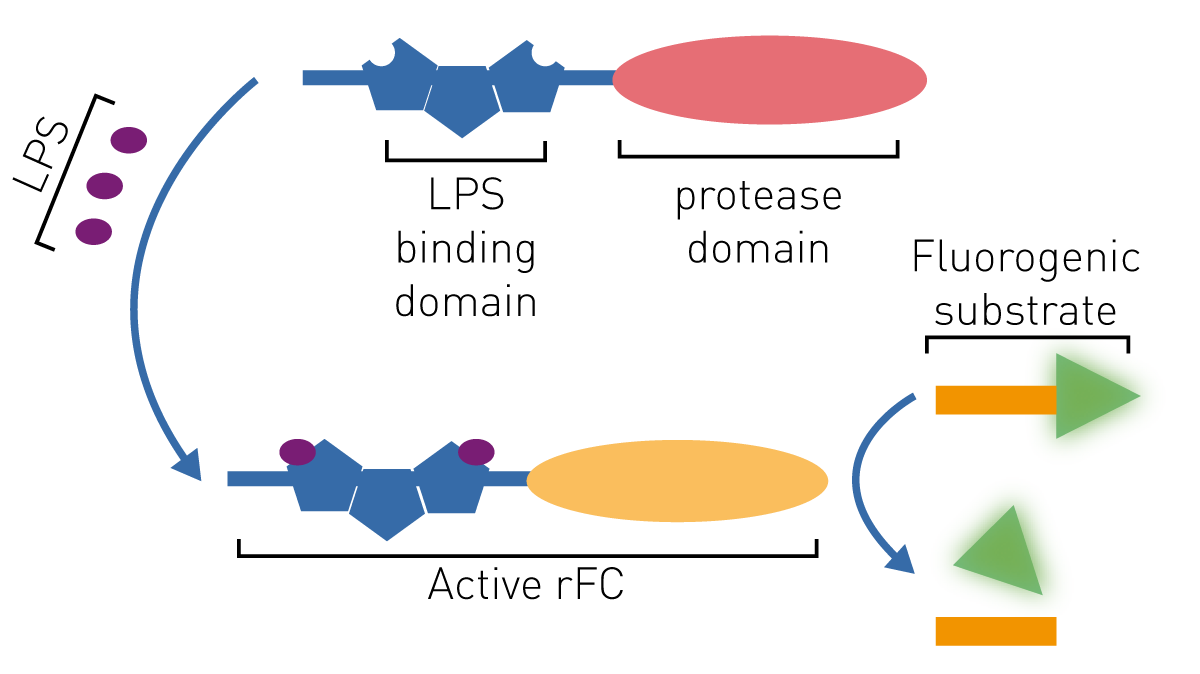 Fig. 1: Endotoxin detection based on activation of rFC. Adapted from A.P. Das, et al.3