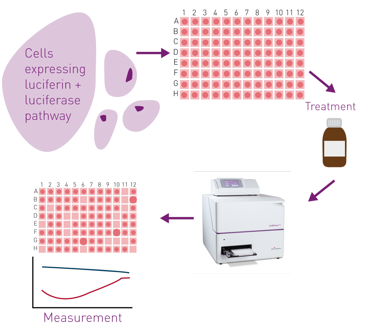 Fig. 1: Autobioluminescent Metabolic Monitoring Assay. Autobioluminescent cells loaded into multi-well plates are allowed to adhere and recover from plating before treatment with study compounds. Continuous autobioluminescence is monitored across any desired time course after placing the plate into the reader with controlled atmosphere.