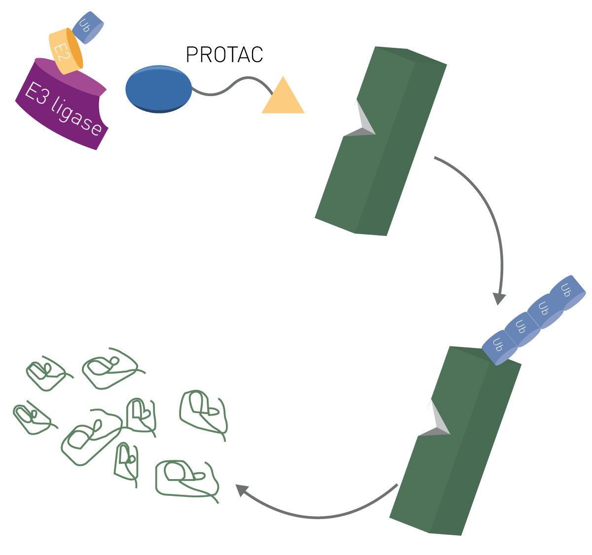 Fig. 1: Schematic of PROTAC function. PROTACs simulaneously bind an E3 ligase and a target protein to form a ternary complex. The target is then poly-ubiquitinated and degraded.