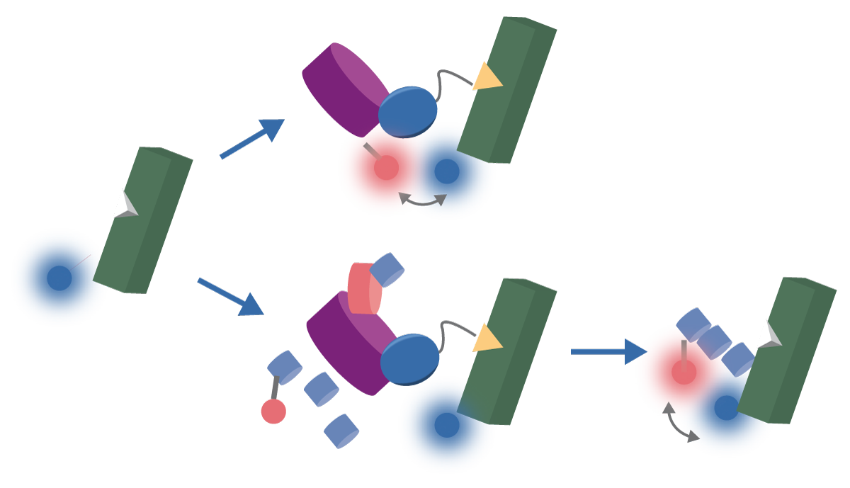Fig. 2: NanoBRET™ ternary complex formation and ubiquitination assay principles. Kinetic, real-time assessment of PROTAC mechanism was achieved by co-expression of a fluorescently labeled HaloTag-VHL (top) or HaloTag-Ubiquitin (bottom) fusion construct with the endogenously tagged HiBiT-BRD4 protein.