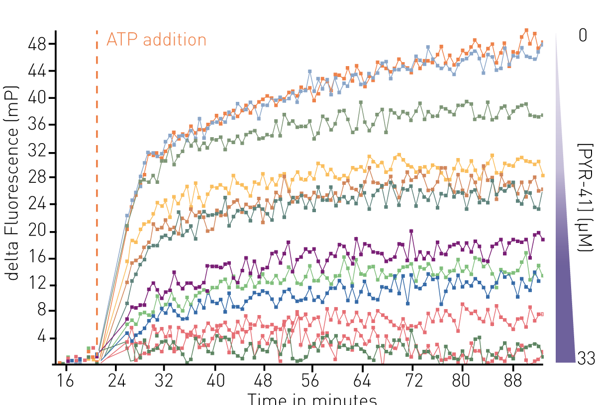 Fig. 2: Inhibition of E1 activity by PYR-41. E1~TAMRA-Ub complex formation was monitored over time before and after the addition of ATP. Increasing concentrations of PYR-41 inhibit this complex formation. Representative data from 3 technical replicates are shown.